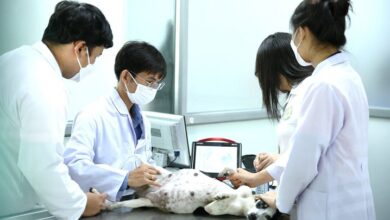 Bác sĩ thú y được nhiều bạn trẻ yêu thú cưng lựa chọn sau tốt nghiệp.