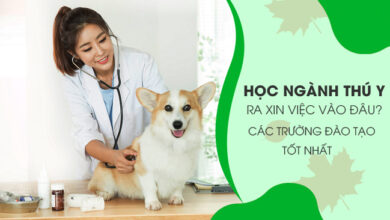 Bạn có thể lựa chọn làm việc tại các trang trại chăn nuôi lớn sau khi tốt nghiệp ngành Thú y