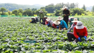 Xu Hướng Việc Làm Trong Ngành Nông Nghiệp Hàn Quốc
